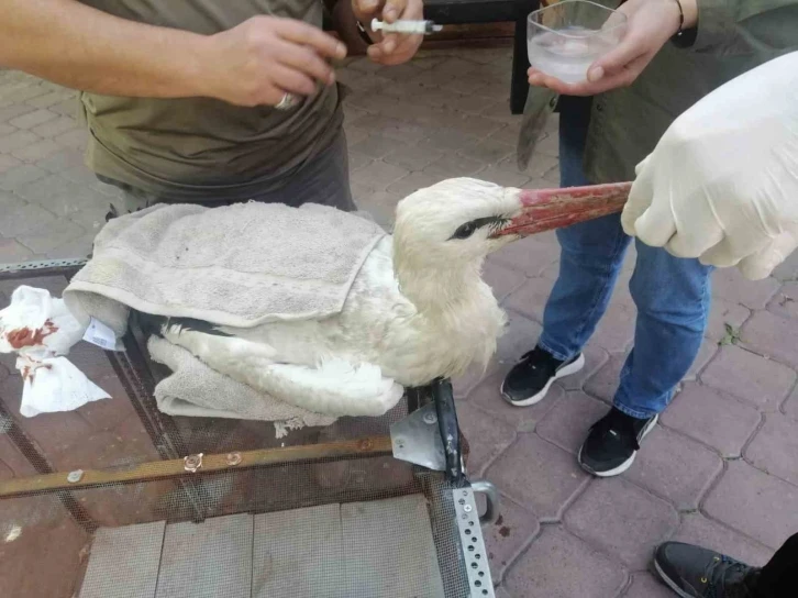 Yaralı halde bulunan leylek tedavi altın alındı
