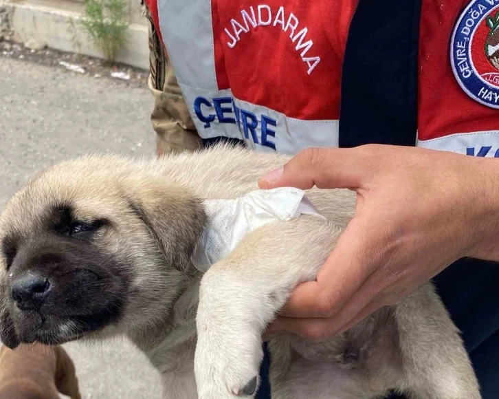 Yaralı yavru köpeğe hayvanları koruma timi müdahale etti
