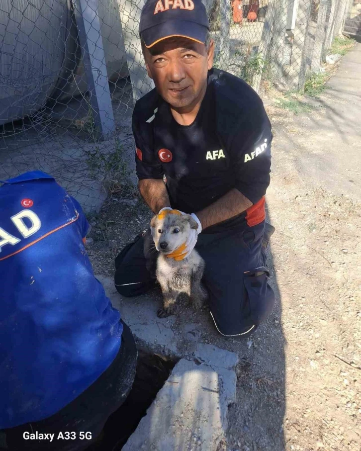 Yavru köpek 4 metrelik çukurdan çıkarıldı
