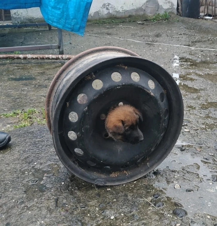 Yavru köpek başını janta sıkıştırdı
