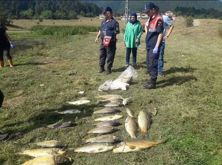 Yayla gölünde balık ölümleri
