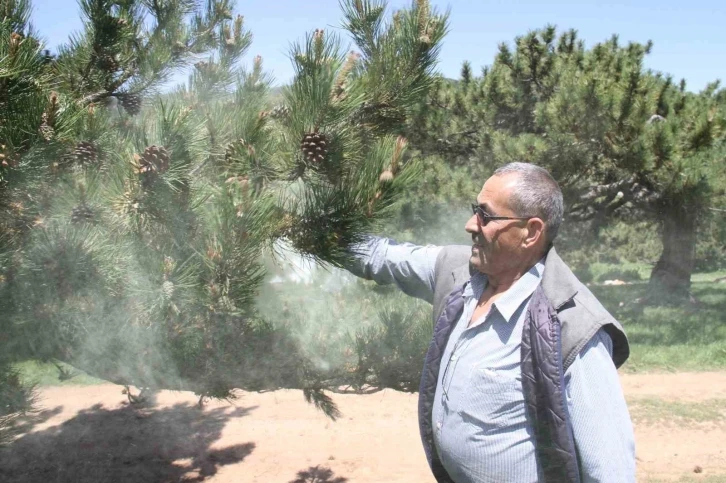 Yaylaları çam ağacı poleni sardı
