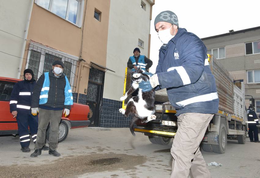 Sahipsiz kedilere Yıldırım şefkati