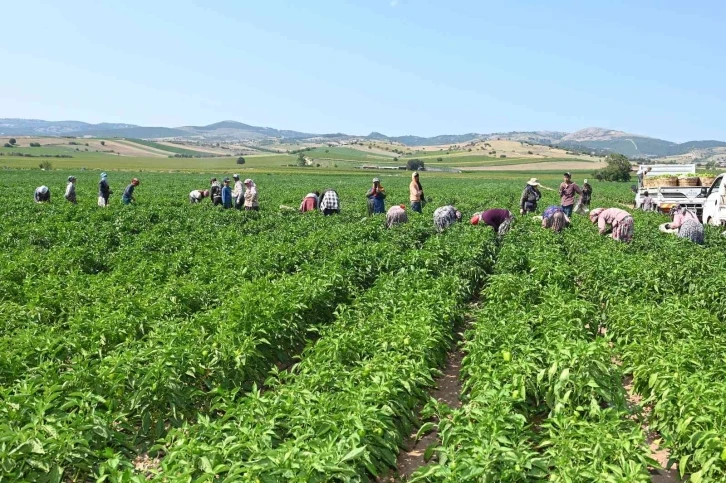 Bursa Yenişehir Biberi'ne de tescil belgesi