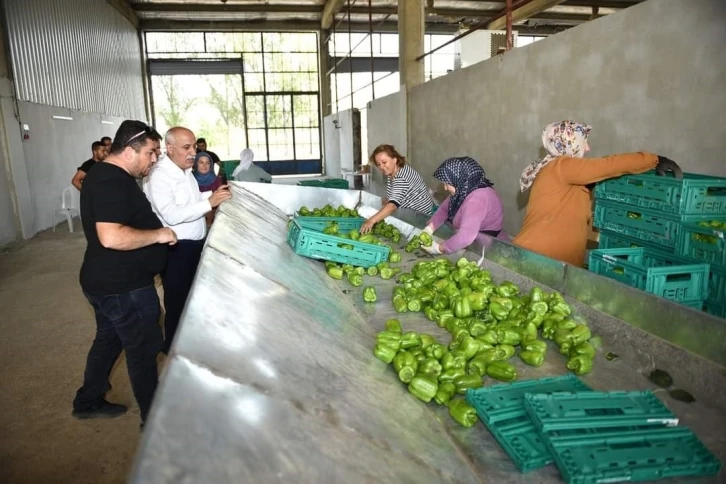 Yenişehir biberi yeni yatırımlarla dünyaya pazarlanıyor
