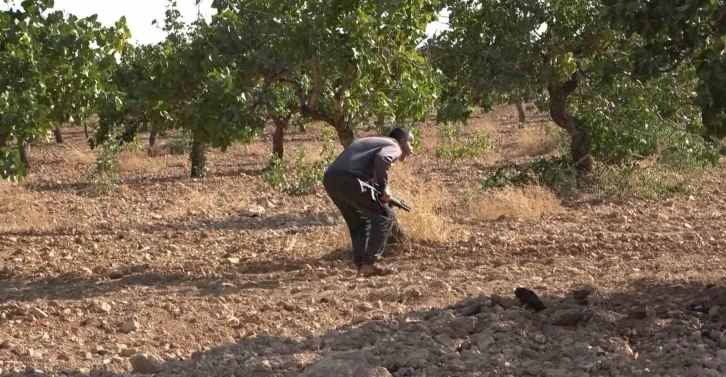 ‘Yeşil altın’ için 7 gün 24 saat silahlı nöbet
