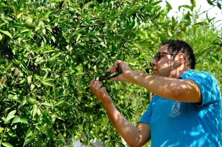 Yeşil Bodrum Mandalini raflarda yerini aldı
