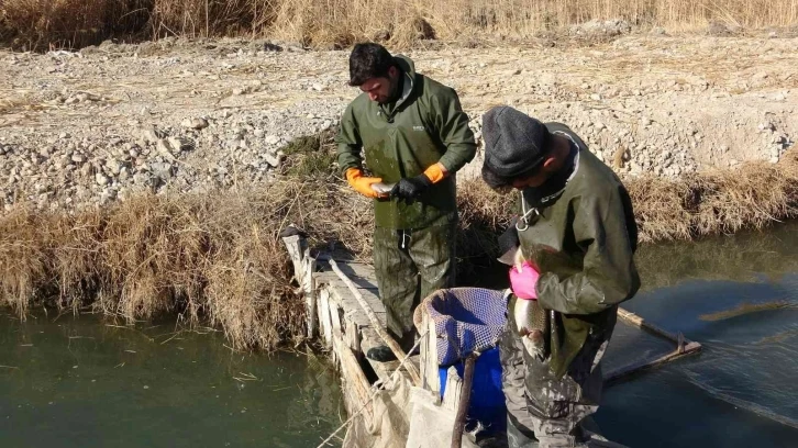 Yılda 3 bin 950 ton üretimin yapıldığı tesislerde alabalık sağımı
