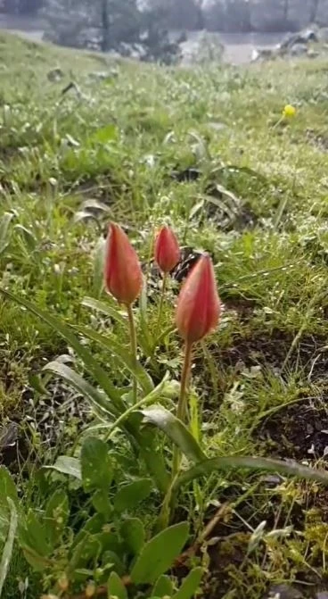 Yılda bir kez açan Manisa lalesi koruma altında
