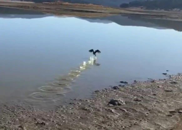 Yorgun düşen göçmen kuş, tekrar doğaya salındı
