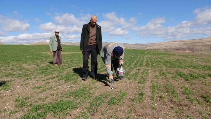 Yozgat’ta çiftçinin başı tarla fareleriyle dertte
