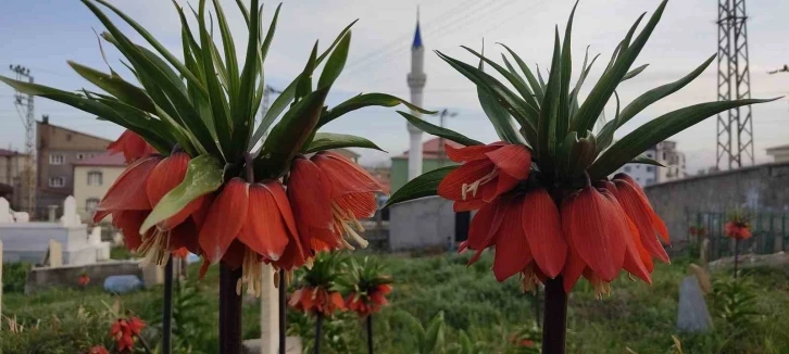 Yüksekova’da bir aylık ömürleri olan ters laleler çiçek açtı
