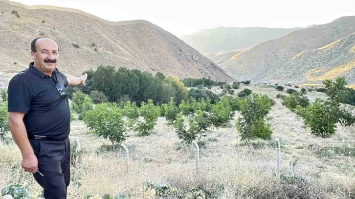 Yüksekova’da çiftçilerin tercihi ceviz ağacı
