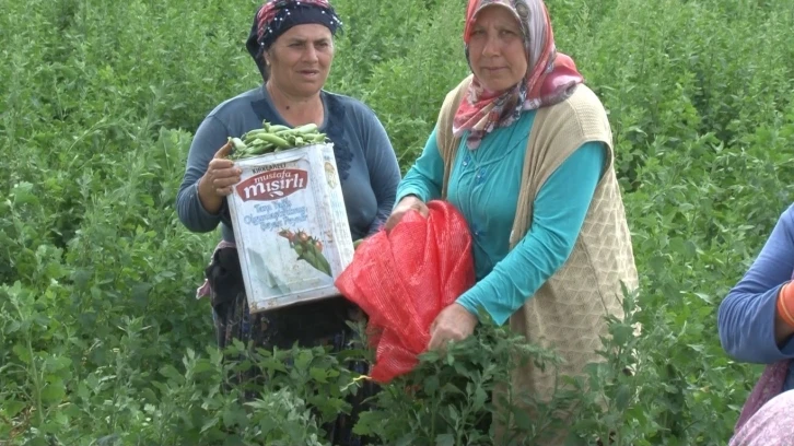 Yunanistan sınırında kavurucu sıcak altında güle oynaya hasat mesaisi
