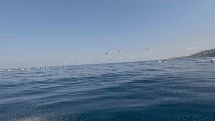 Yüzlerce pelikan göç yolculuğunda havadan görüntülendi
