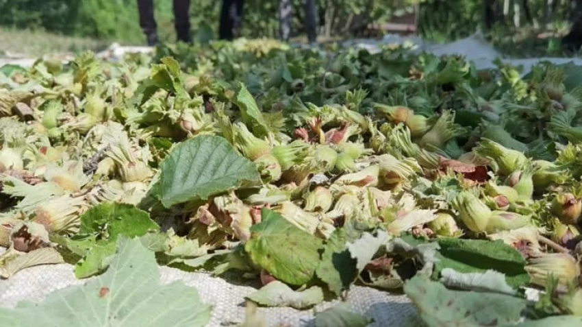 Bursa'da fındık hasadı başladı