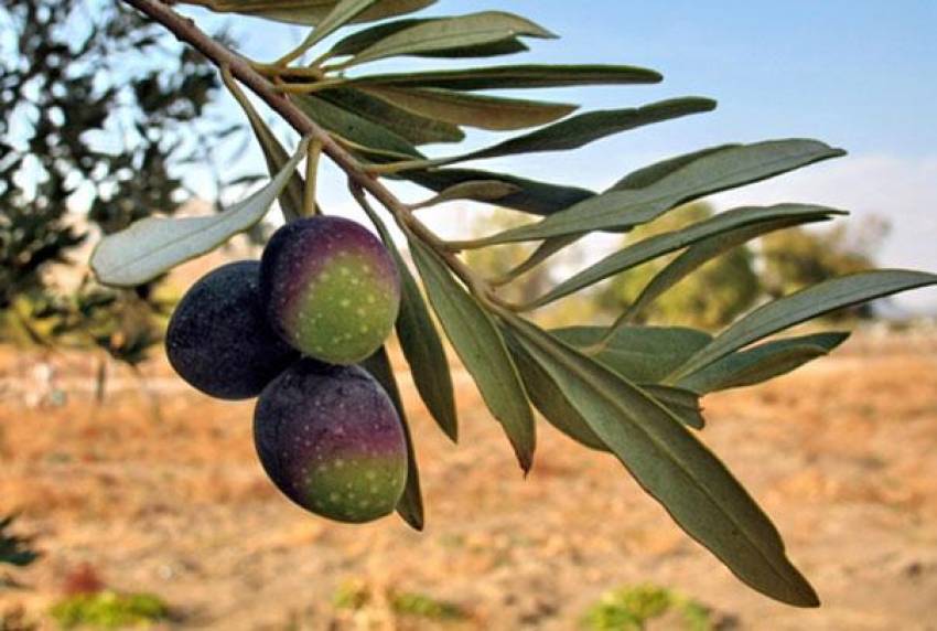 Manisa’da 17 bin zeytin fidanı söküldü