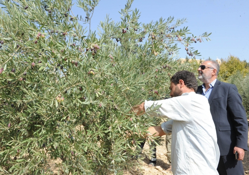 Tarihi manastırda zeytin hasadı başladı