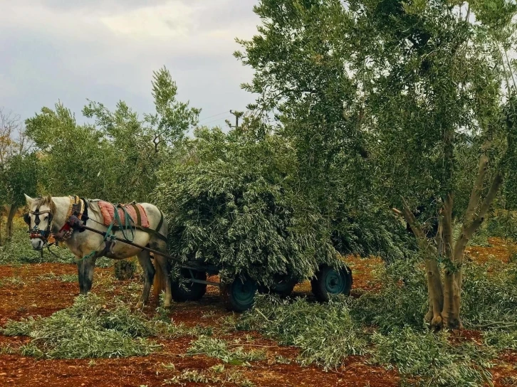 Zeytin dalları fırınlar ile sobalarda yakalıyor
