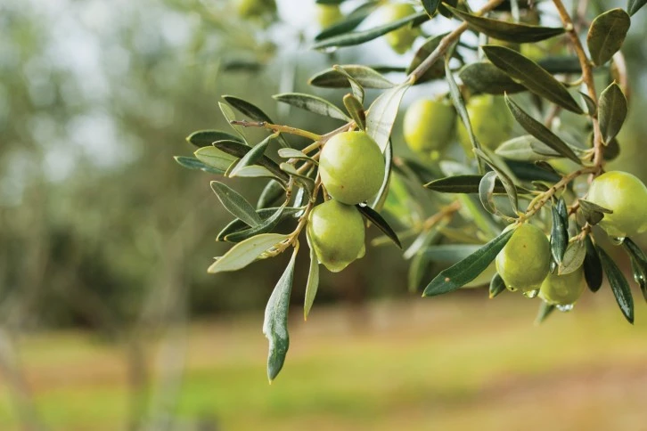 Zeytin üreticileri kokarca zararlısına karşı bilgilendirildi