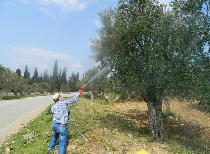 Zeytinde halkalı leke hastalığı ile mücadele başladı
