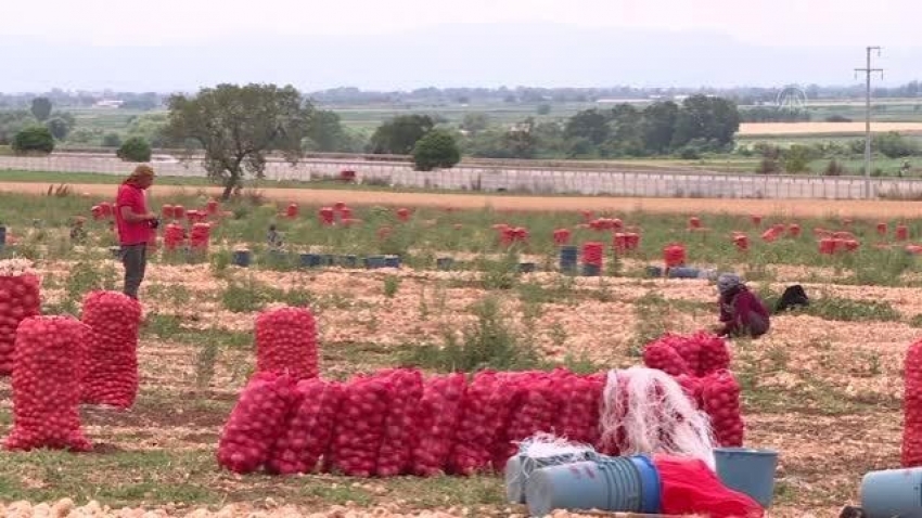 Karacabey soğanının rekoltesinde artış bekleniyor