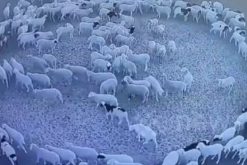 12 gün boyunca dönen koyunların gizemi hakkında açıklama