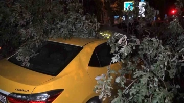 Bursa'da 193 yıllık ağaç taksi durağına devrildi, 2 taksi ağacın altında kaldı