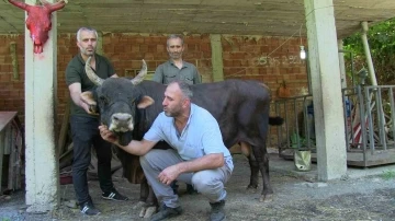 24 yaşındaki şampiyon boğa sahibi ne derse anlıyor
