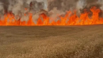 3 bin dönümlük buğday tarlası kül oldu
