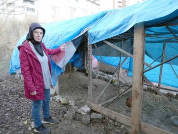 40 tavuğu telef eden sokak köpekleri, 3 yıldır emek veren kadının hayallerini kararttı
