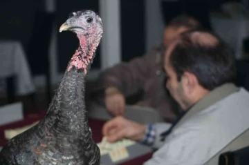 45 yıllık gelenek ’baba hindi’li okey turnuvası
