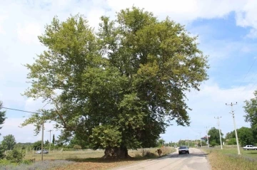 700 yıldır dimdik ayakta
