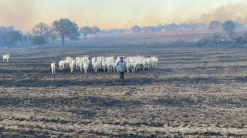 80 küçükbaş hayvanını yanmaktan son anda kurtardı
