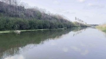 Acarlar Longozu’nun saklı kalmış bölgesi yeniden hayat buldu
