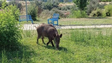 Acıkan domuzlar şehre indi
