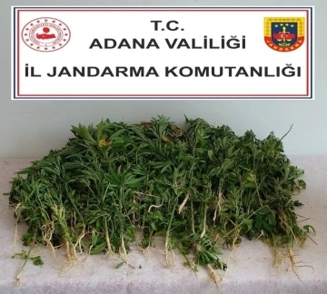 Adana’da 106 kök kenevir bitkisi ele geçirildi
