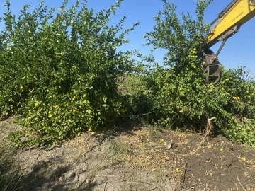 Adana’da kilosu 50 kuruşa düşen limon ağaçları sökülüyor
