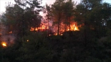 Adana'nın İmamoğlu ilçesinde orman yangını çıktı