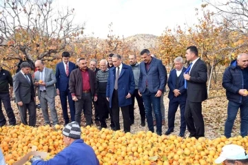 Adıyaman’da ’Cennet Hurması’ hasadı başladı
