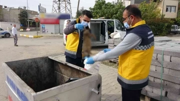 Kedileri öldürüp çöpe atmışlar!