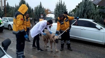 Adıyaman’daki kuduz vakasının ardından sokak hayvanlarına aşılama başladı
