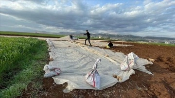 Adıyamanlı depremzede çiftçiler, tütün ekimine başladı