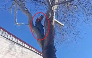 Bursa'da bir hırsız ağaca çıkıp polise el salladı 