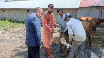 Ağrı’da 97 büyükbaş hayvan ihtiyaç sahiplerine ulaştı
