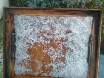 Ağrı’da dolu yağışı ekinlere ve arıcılığa zarar verdi
