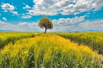 Ağrı’da yeşilin tonları göz kamaştırdı
