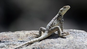 Ağrı Dağı civarında 31 sürüngen ve amfibi türü yaşıyor