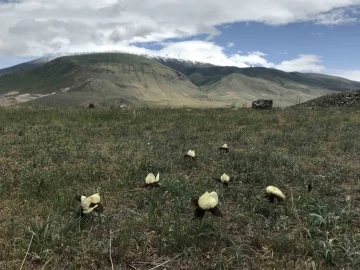 Ağrı Dağı eteklerinde yetişen ’kurt kulağı çiçeği’ göz kamaştırıyor
