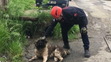 Akar borusuna sıkışan köpeği itfaiye ekipleri kurtardı
